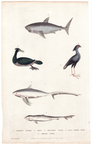 1. Serpent Eater  2. Shag  3. Beaumaris Shark  4. Long-tailed Shark  5. Smooth Shark 